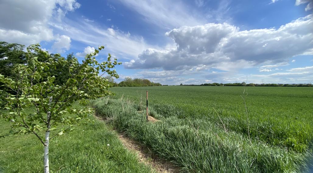 Pozemky v krásnom prostredí v Chorvátskom Grobe za priaznivú cenu vhodné aj investične-možné kúpiť aj jednotlivo