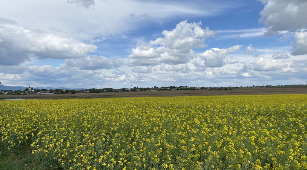Pozemky v krásnom prostredí v Bernolákove za priaznivú cenu vhodné aj investične-možné kúpiť aj jednotlivo
